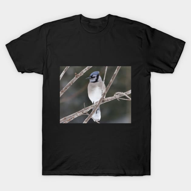 Bluejay on a Branch T-Shirt by Judy Geller